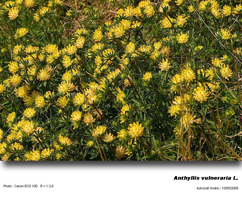 Anthyllis vulneraria L. (Anthyllide vulnéraire) #3990