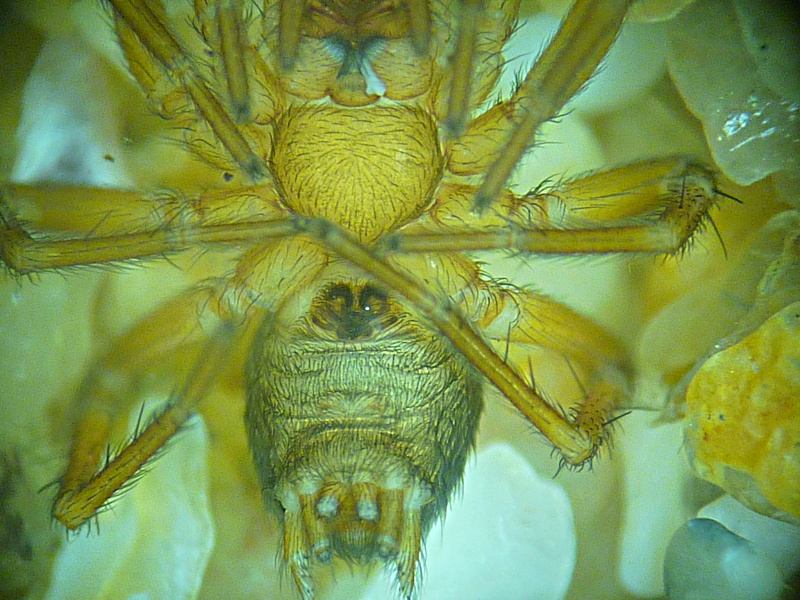 Antistea elegans - Hahniidae #13221