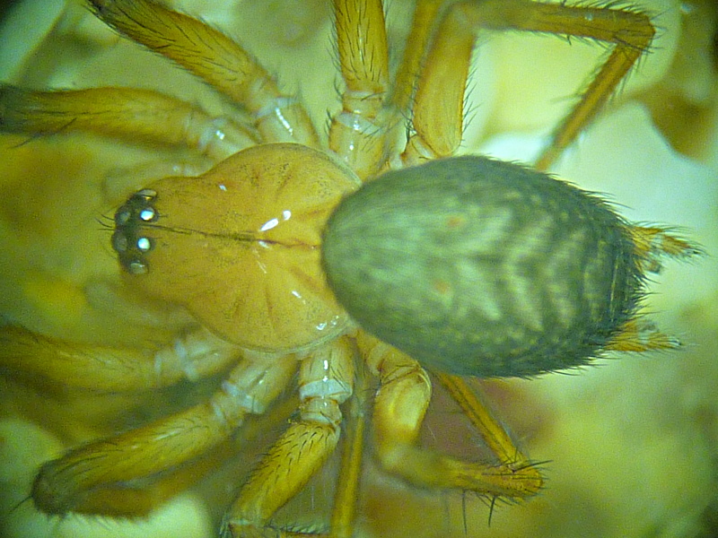 Antistea elegans - Hahniidae #13220