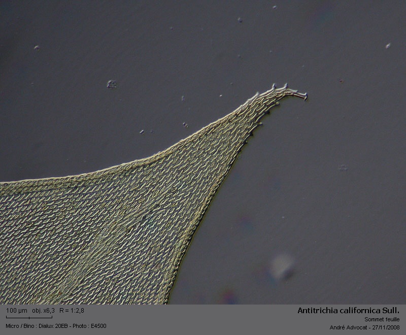 Antitrichia californica Sull. #7050