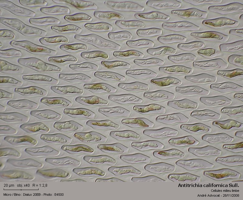 Antitrichia californica Sull. #34164