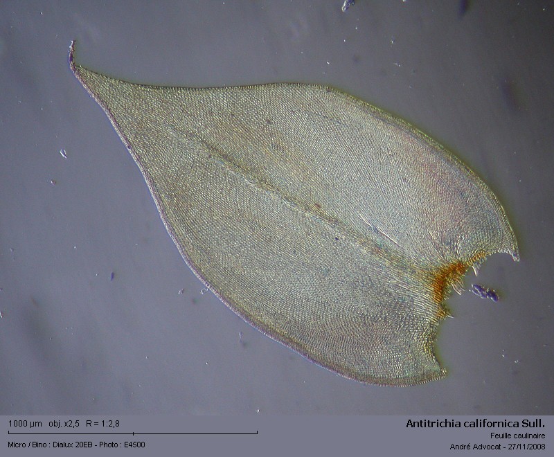Antitrichia californica Sull. #7045