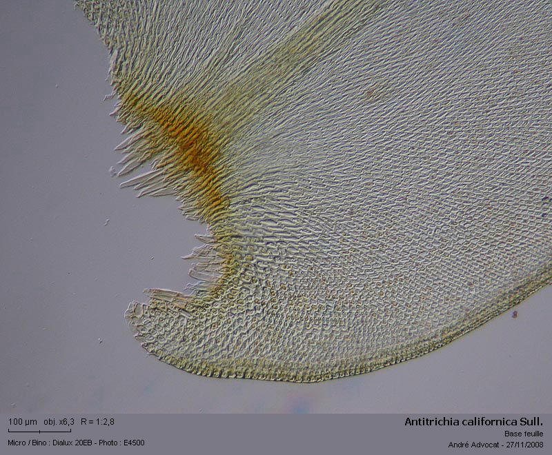 Antitrichia californica Sull. #34161