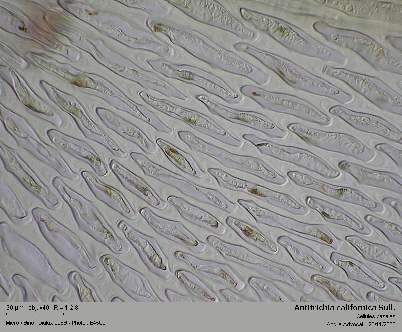 Antitrichia californica Sull. #34165