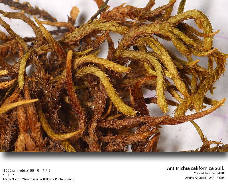 Antitrichia californica Sull. #7043