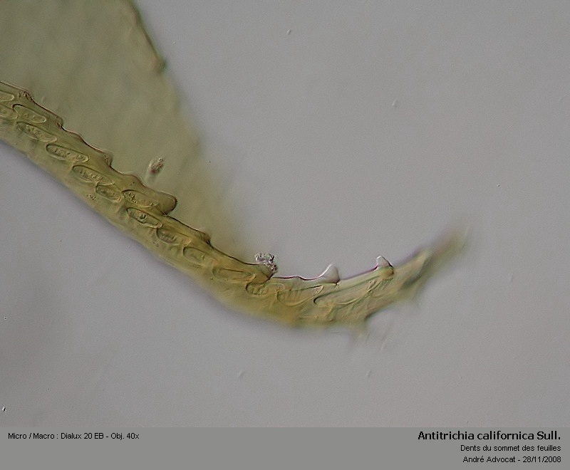 Antitrichia californica Sull. #7057