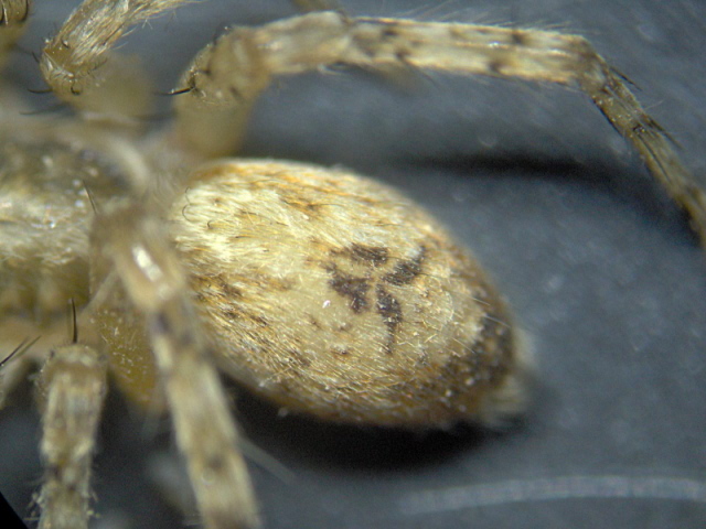 Anyphaena accentuata - Aniphaenidae #5568
