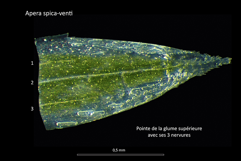 Apera spica-venti (L.) P. Beauv. ssp. spica-venti #75604