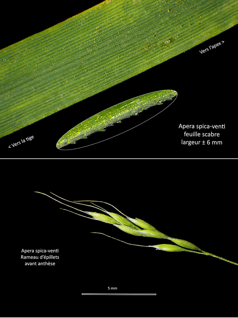 Apera spica-venti (L.) P. Beauv. ssp. spica-venti #75600