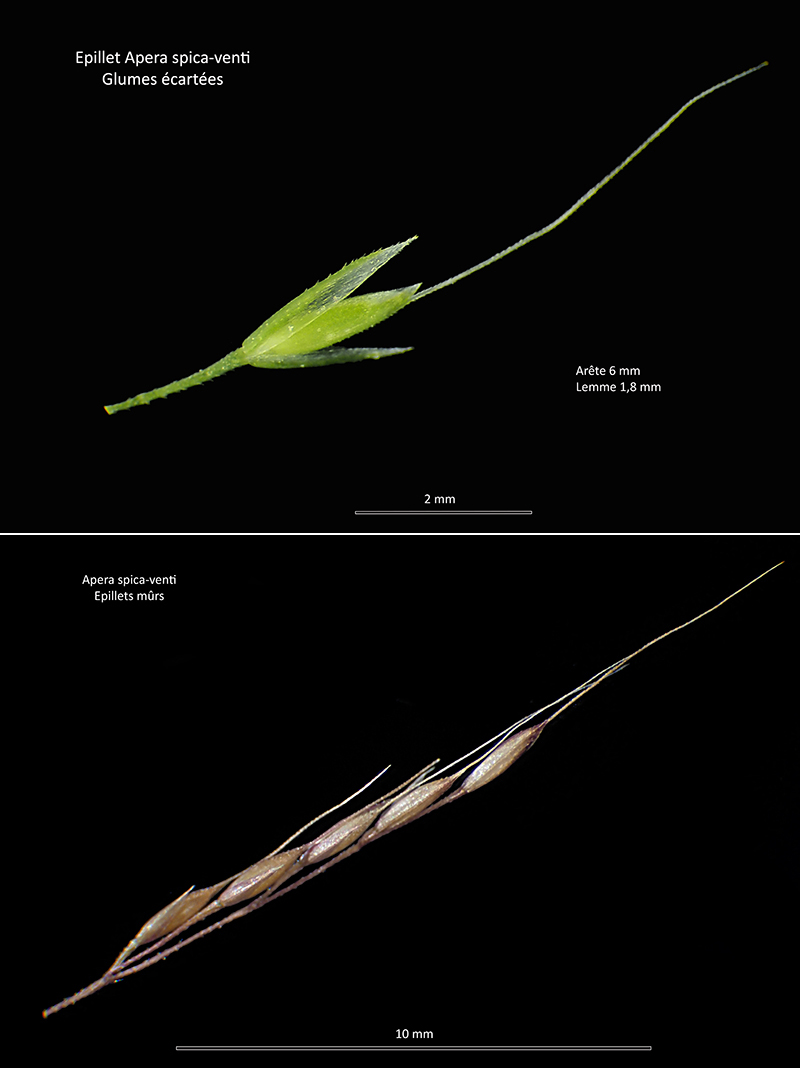 Apera spica-venti (L.) P. Beauv. ssp. spica-venti #75601