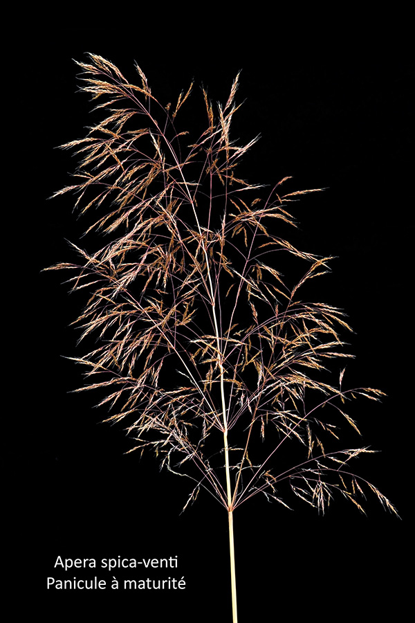 Apera spica-venti (L.) P. Beauv. ssp. spica-venti #75599
