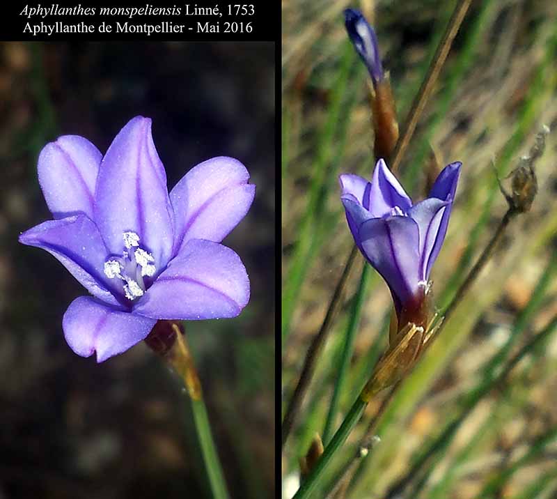 Aphyllanthes monspeliensis Linné, 1753 #45352