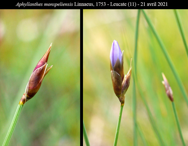 Aphyllanthes monspeliensis Linné, 1753 #66527