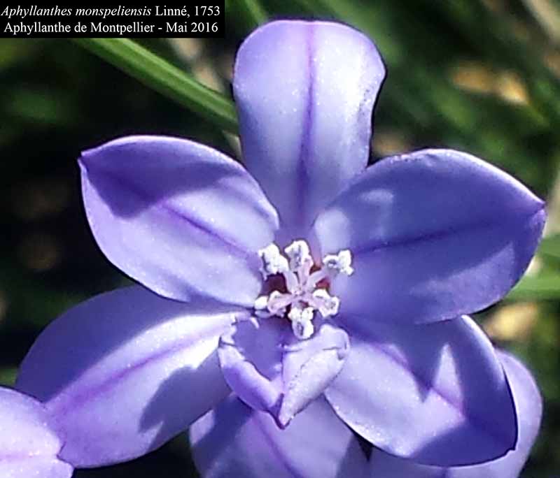 Aphyllanthes monspeliensis Linné, 1753 #45353