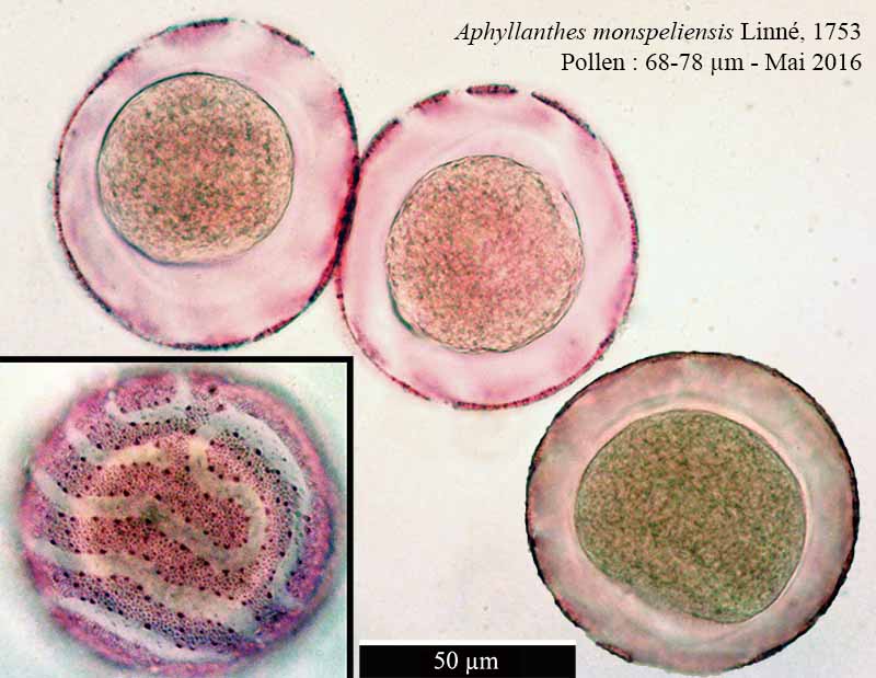 Aphyllanthes monspeliensis Linné, 1753 #45355