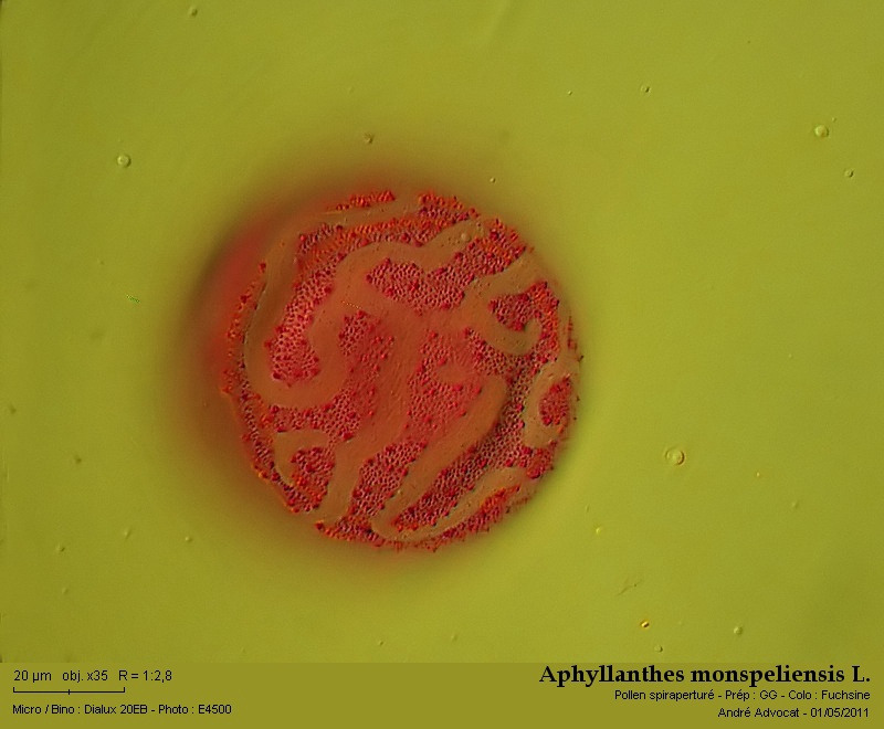 Aphyllanthes monspeliensis L. #21976