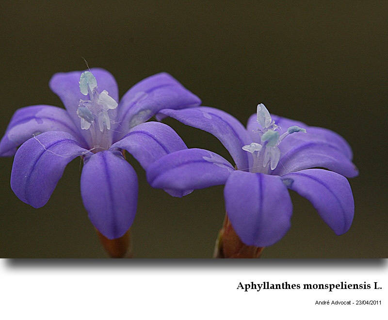 Aphyllanthes monspeliensis L. #21969
