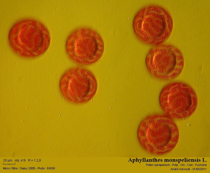 Aphyllanthes monspeliensis L. #21975
