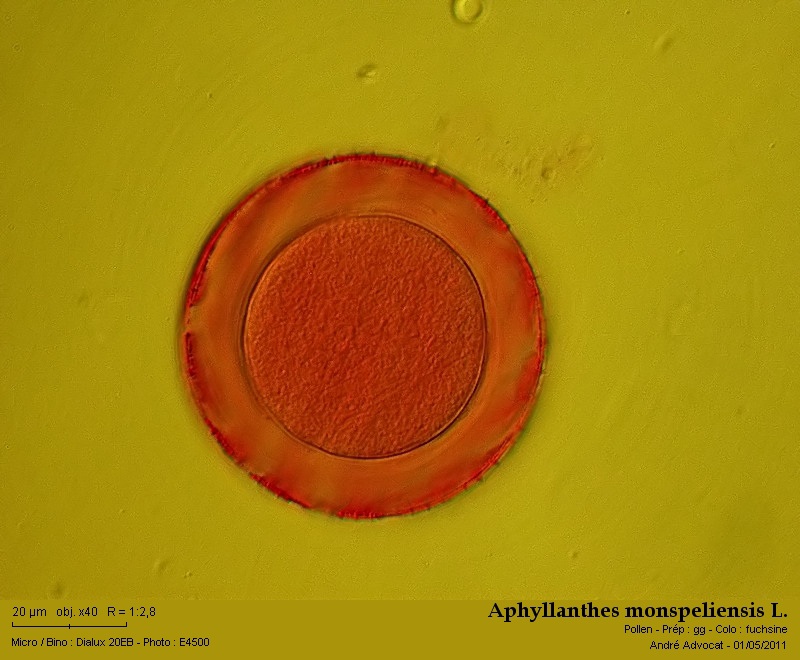 Aphyllanthes monspeliensis L. #21974