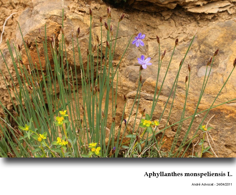 Aphyllanthes monspeliensis L. #21968