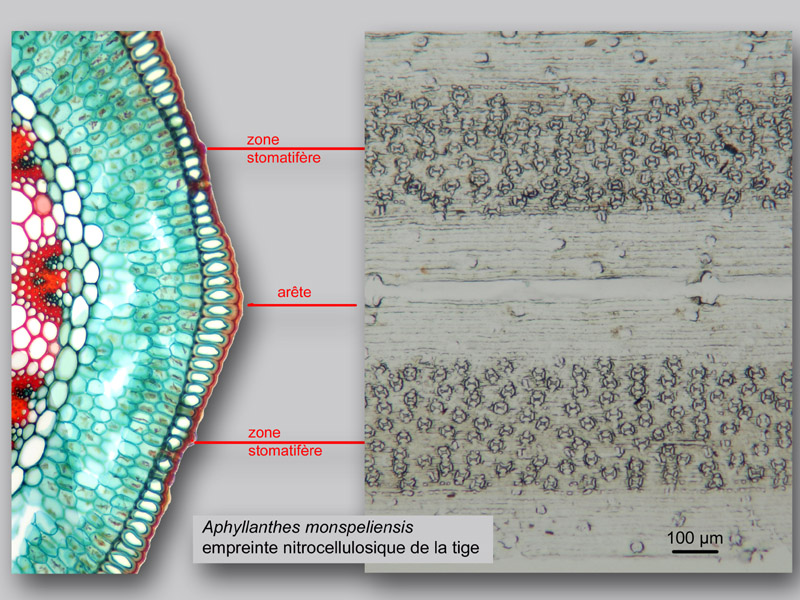 Aphyllanthes monspelliensis, histologie, histology #22733