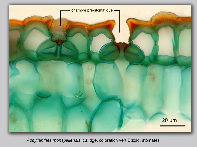 Aphyllanthes monspelliensis, histologie, histology #22722