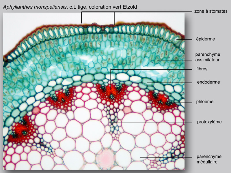 Aphyllanthes monspelliensis, histologie, histology #22720