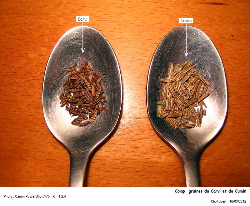 [Apiaceae] Carvi et Cumin, ne pas confondre ! #26097