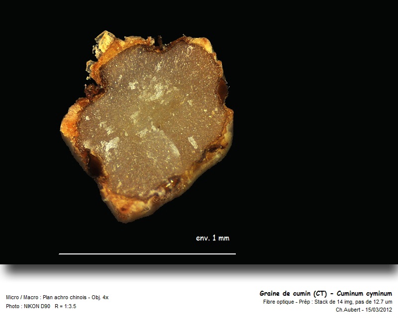 [Apiaceae] Carvi et Cumin, ne pas confondre ! #26101