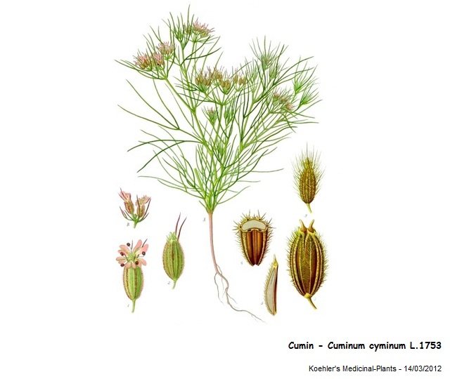 [Apiaceae] Carvi et Cumin, ne pas confondre ! #26096