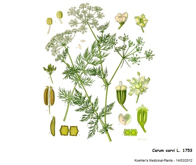 [Apiaceae] Carvi et Cumin, ne pas confondre ! #26095