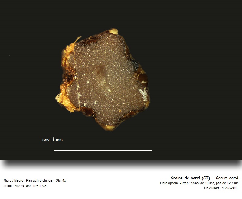 [Apiaceae] Carvi et Cumin, ne pas confondre ! #26099
