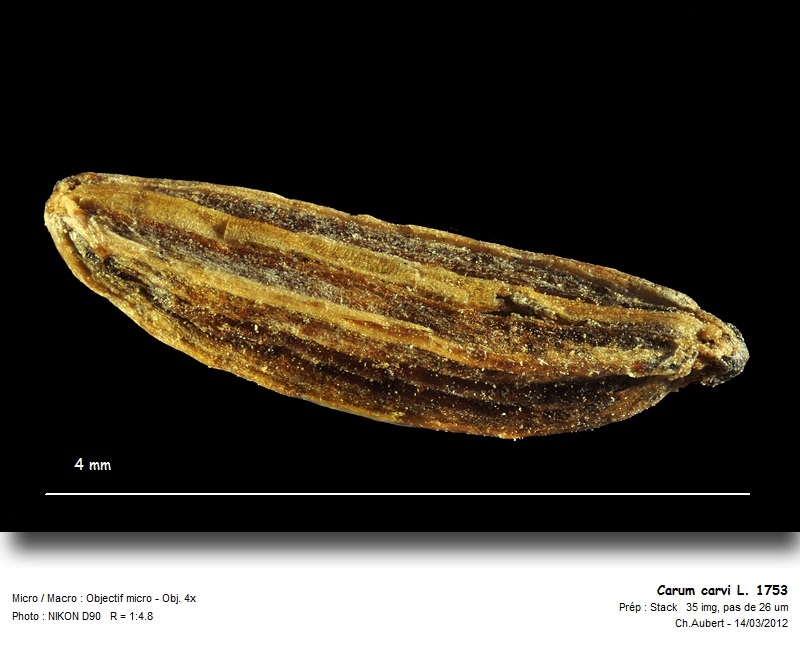 [Apiaceae] Carvi et Cumin, ne pas confondre ! #26098