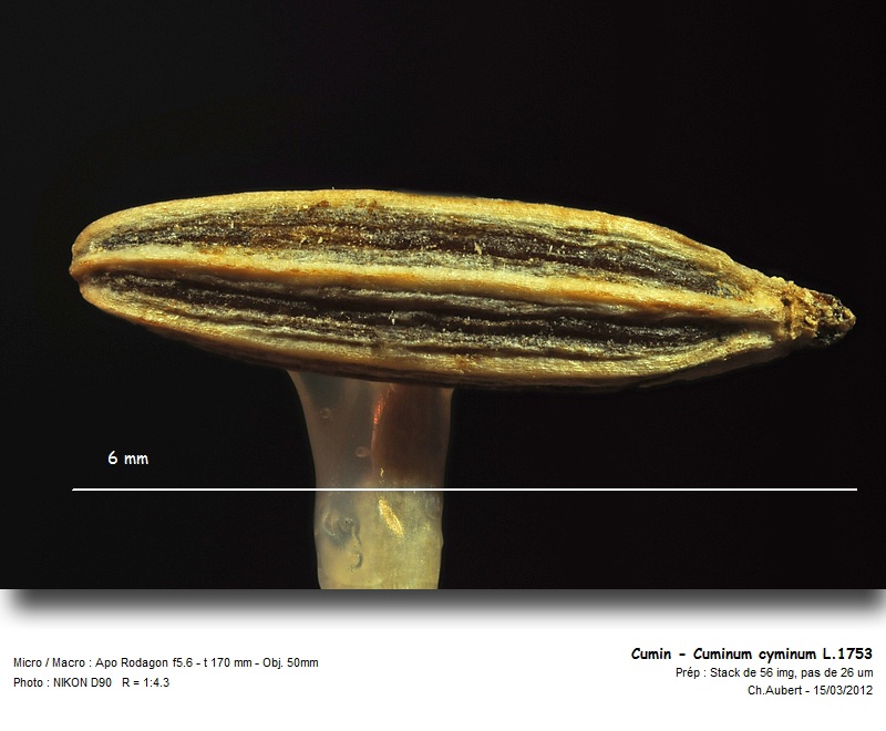 [Apiaceae] Carvi et Cumin, ne pas confondre ! #26100