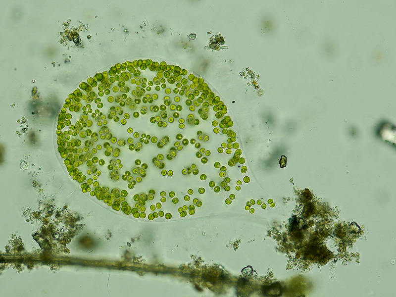 Apiocystis brauniana NÄGELI, 1849 #56783