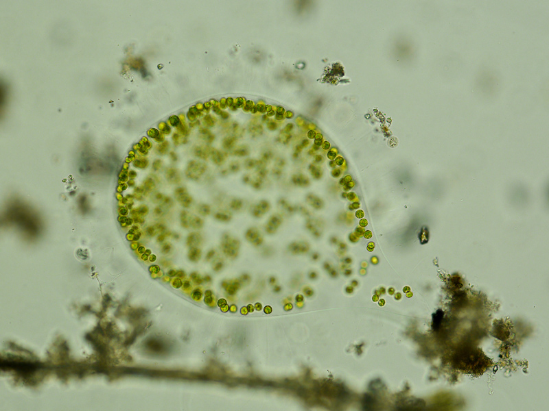 Apiocystis brauniana NÄGELI, 1849 #56784