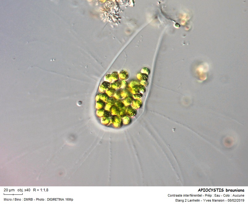 APIOCYSTIS brauniana #57680