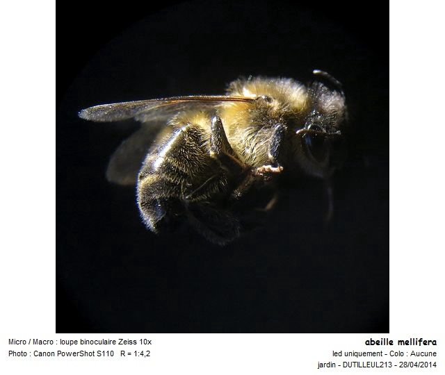 Apis mellifera - Abeille #37332