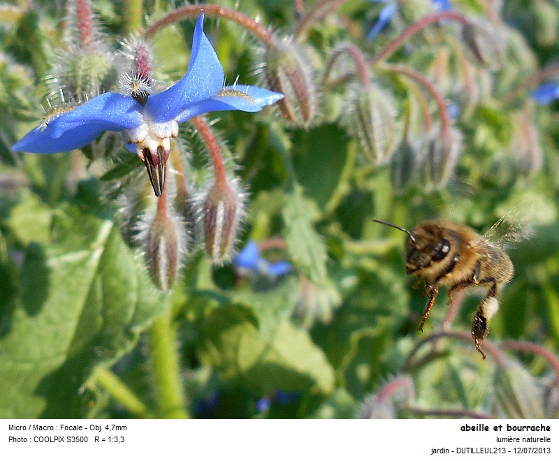 Apis mellifera - Abeille #32673