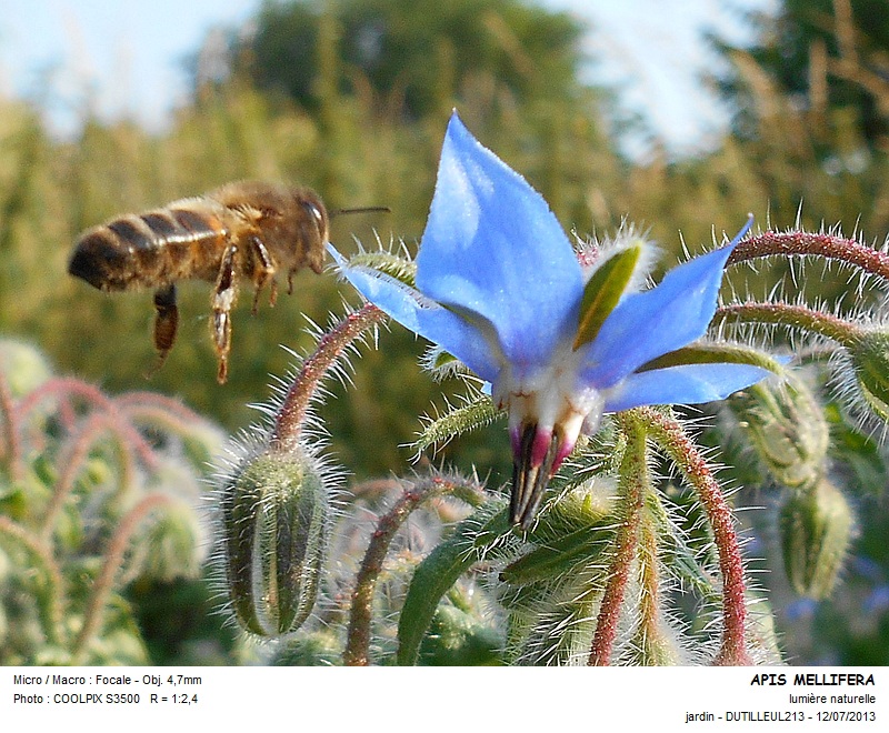 Apis mellifera - Abeille #32671