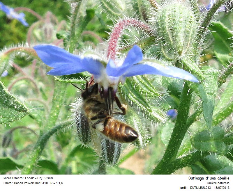 Apis mellifera - Abeille #32674