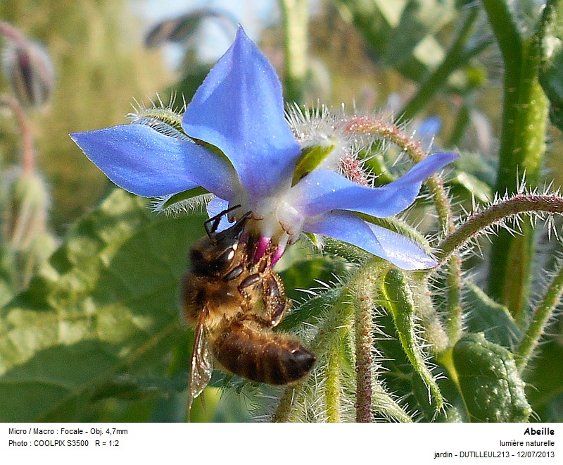 Apis mellifera - Abeille #32672