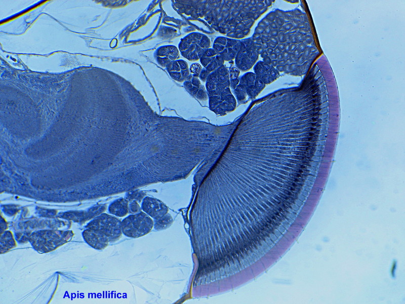 apis mellifica. oeil complexe avec cerveau #6205