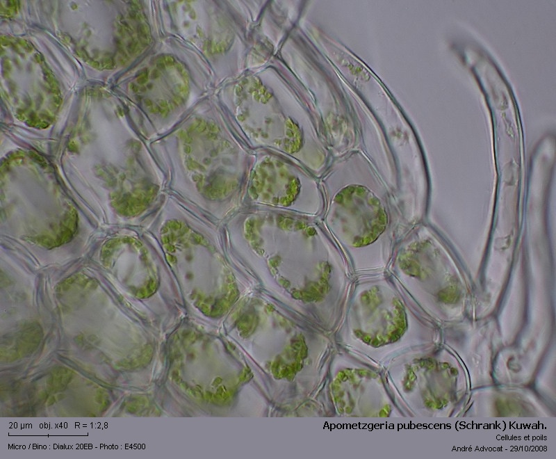 Apometzgeria pubescens (Schrank) Kuwah. #7174