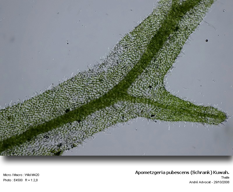 Apometzgeria pubescens (Schrank) Kuwah. #7171