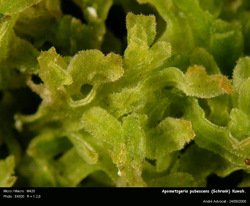 Apometzgeria pubescens (Schrank) Kuwah. #7170