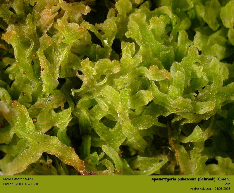 Apometzgeria pubescens (Schrank) Kuwah. #7169