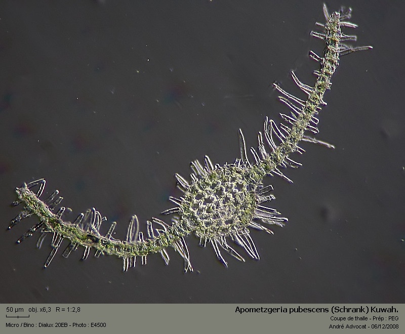 Apometzgeria pubescens (Schrank) Kuwah. #7172