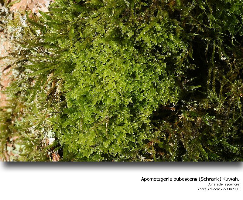 Apometzgeria pubescens (Schrank) Kuwah. #7168