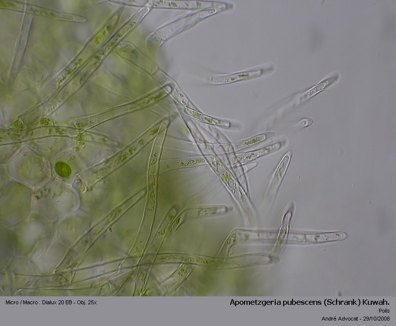 Apometzgeria pubescens (Schrank) Kuwah. #7173